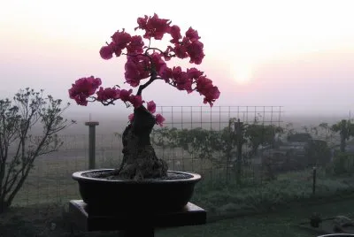 Bonsai