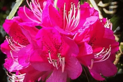 Red Rhodedendron