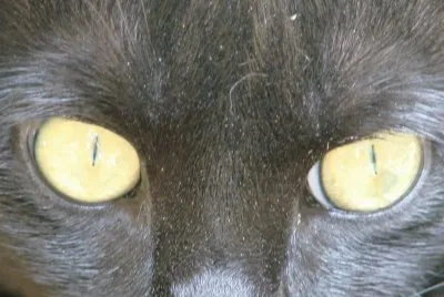 Cats Eyes