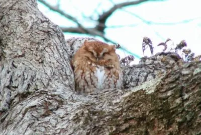Eastern Screech Owl