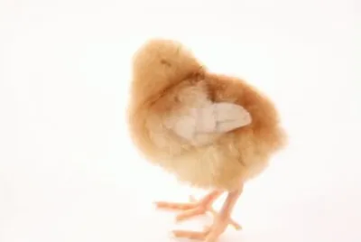 MARSU