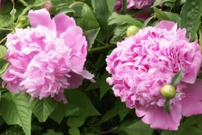 Peonies