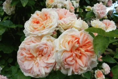 Beatiful Roses