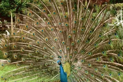 Pavo real jigsaw puzzle