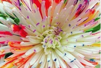 Special Flower