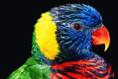 פאזל של Rainbow Lorikeet