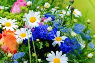 Summer Floweres