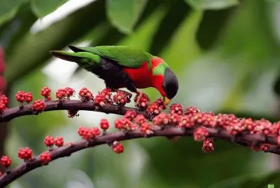 Tropical Bird