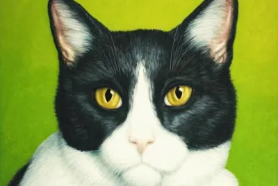 gato