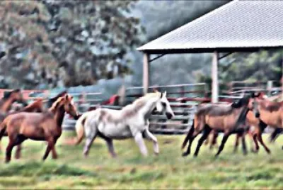 Running Horses