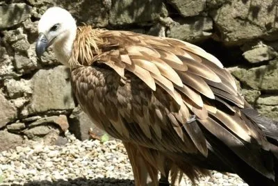 MARSU