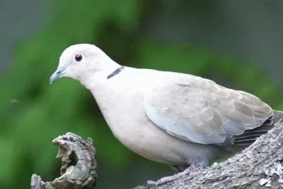 MARSU