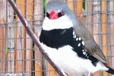 MARSU