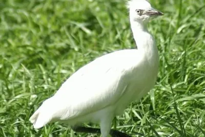 MARSU