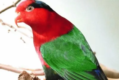MARSU