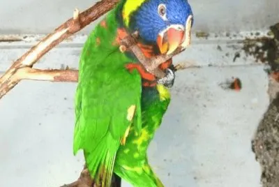 MARSU