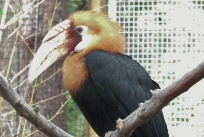 MARSU