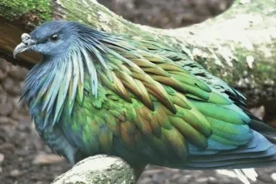 MARSU