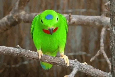MARSU