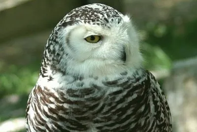 MARSU