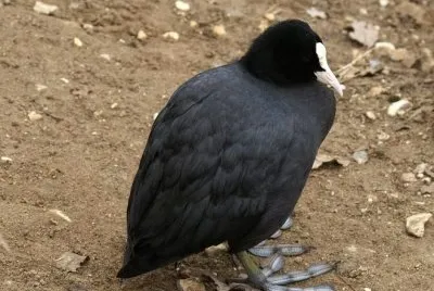 MARSU