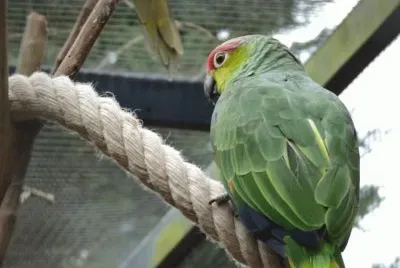 MARSU