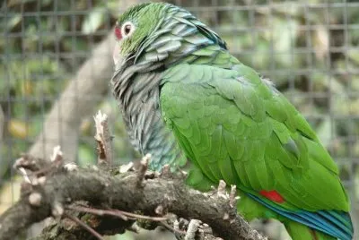 MARSU