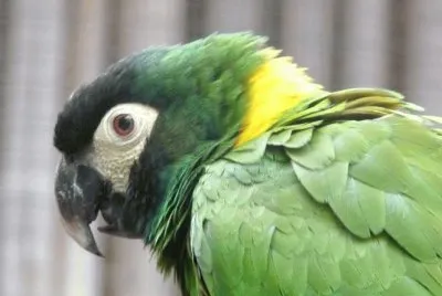 MARSU