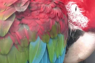 MARSU