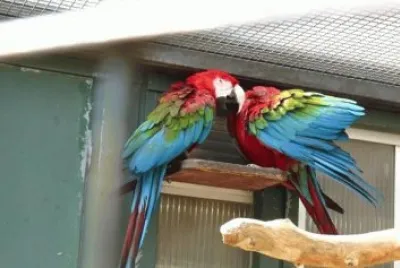 MARSU