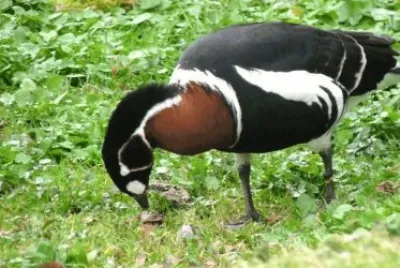 MARSU