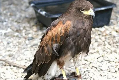 MARSU