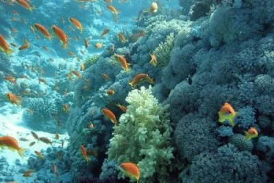mar14 jigsaw puzzle