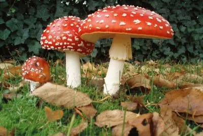 champignons jigsaw puzzle
