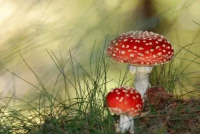 champignons jigsaw puzzle
