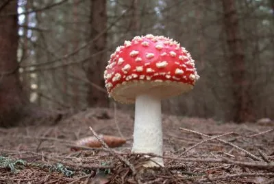 champignon jigsaw puzzle