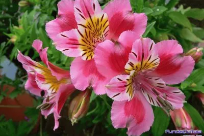 Belissima