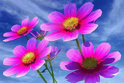 cor de rosa