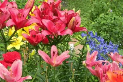 Flores Lyle