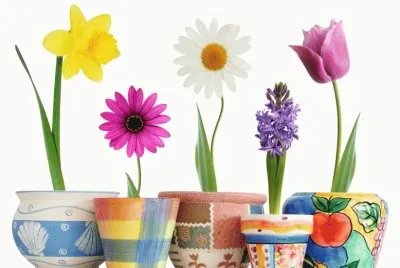 Spring Flowers in a Pot