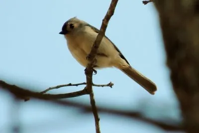 Tufted Titmouse