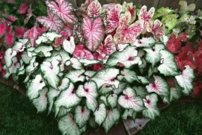 jardin jigsaw puzzle