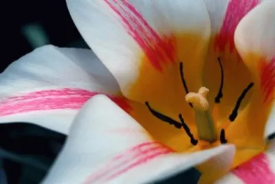 Inside the Spring Flower