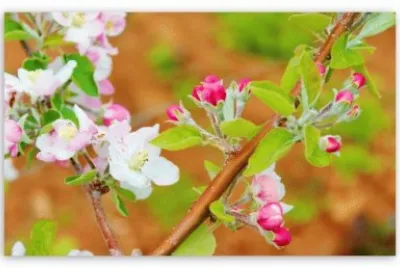 Springtime