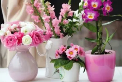 Beautiful Flowers