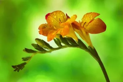 freesia