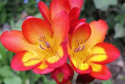 freesia