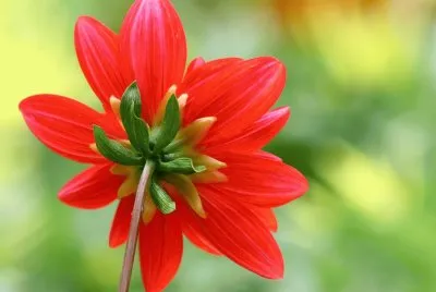flor
