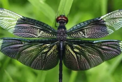 mariposa