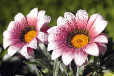 flores
